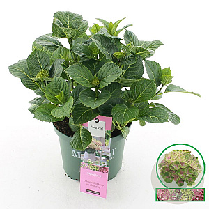 Hydrangea m. Magical Jewel 30-40 cm 5,0L rose
