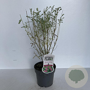 Indigofera heterantha 20-30 cm 2,0L