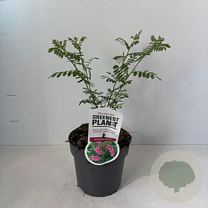 Indigofera heterantha 30-40 cm 2,0L