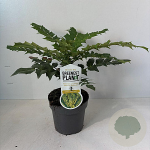 Mahonia media 'Charity' 30-40 cm 3,5L