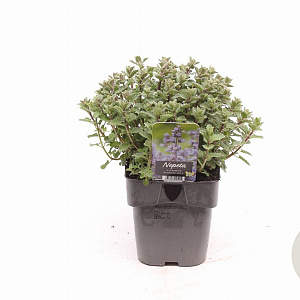 Nepeta 'Purssian Blue' GM 2,0L