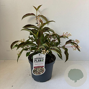 Viburnum hillieri 'Winton' 25-30 cm 3,0L