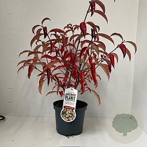 Viburnum hillieri 'Winton' 25-30 cm 3,0L