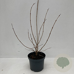 Viburnum opulus 'Roseum' 40-45 cm 3,5L