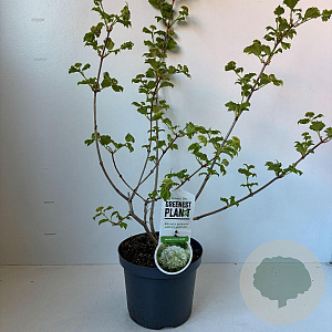 Viburnum opulus 'Roseum' 40-45 cm 3,5L