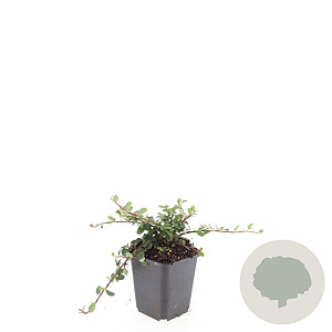 Cotoneaster pr. 'Queen of Carpets' GM P9