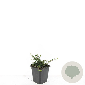 Cotoneaster pr. 'Streib's Findling' GM P9
