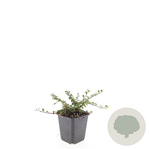 Cotoneaster pr. 'Streib's Findling' GM P9