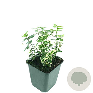 Euonymus fort. 'Emerald Gaiety' GM P9