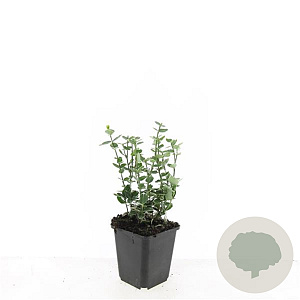 Euonymus fort. 'Emerald Gaiety' GM P9