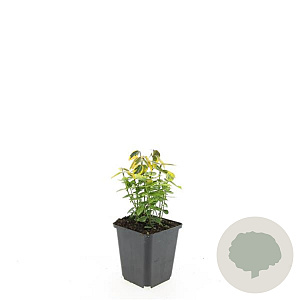 Euonymus fort. 'Emerald 'n' Gold' GM P9