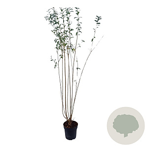 Ligustrum vulgare 125-150 cm 4,5L