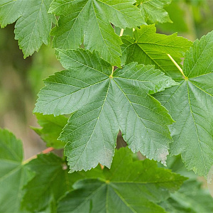 Acer pseudoplatanus 8-10 HO wortelgoed