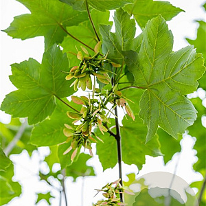 Acer pseudoplatanus 8-10 HO wortelgoed