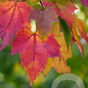 Acer rubrum 8-10 HO wortelgoed
