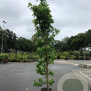 Liquidambar s. 'SlenderSilhouette' 10-12 HO container geveerd