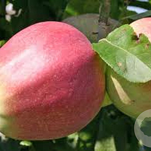 Malus d. 'Gloster' 6-8 HO wortelgoed