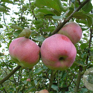 Malus d. 'Ontario' 8-10 HO wortelgoed