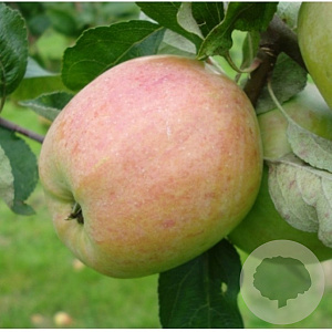 Malus d. 'Princesse Noble' halfstam wortelgoed
