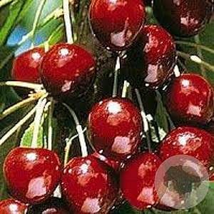 Prunus a. 'Stella' 6-8 HO wortelgoed
