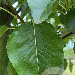 Pyrus calleryana 'Chanticleer' 12-14 HO container