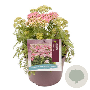 Achillea m. Milly Rock Rose GM 2,0L