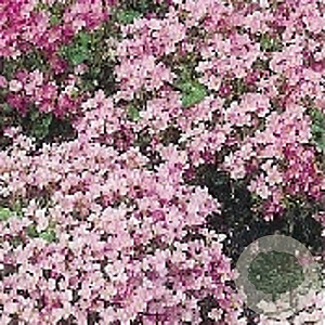 Arabis caucas. 'Pinkie' GM P9