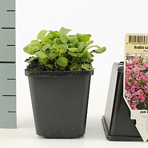 Arabis caucas. 'Pinkie' GM P9
