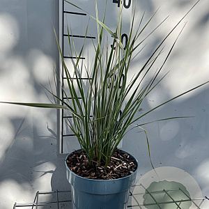 Calamagrostis acut. 'Overdam' GM 2,0L