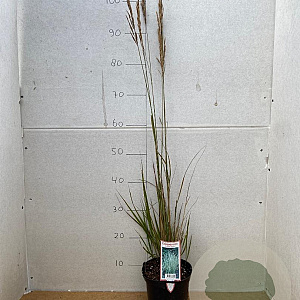 Calamagrostis acut. 'Overdam' GM 2,0L