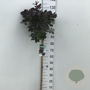 Cotinus cog. 'Royal Purple' 80 cm stam 7,5L