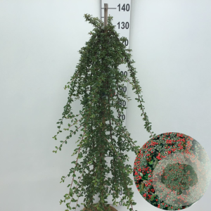 Cotoneaster suec. 'Coral Beauty' 120 cm stam 10L