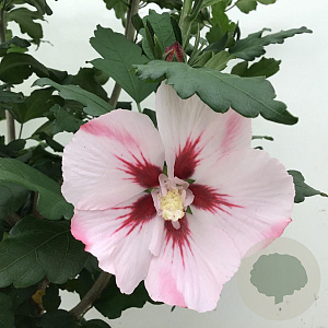 Hibiscus syr. 'Hamabo' 80 cm stam 7,5L