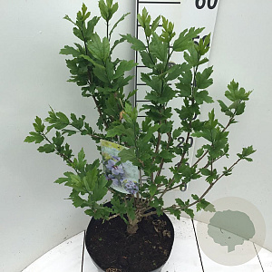 Hibiscus syr. 'Marina' 60 cm stam 7,5L