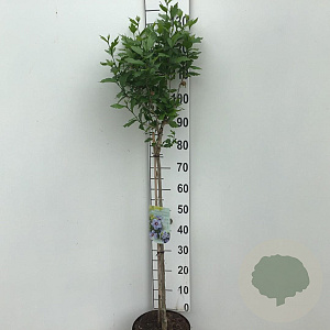 Hibiscus syr. 'Marina' 90 cm stam 10L