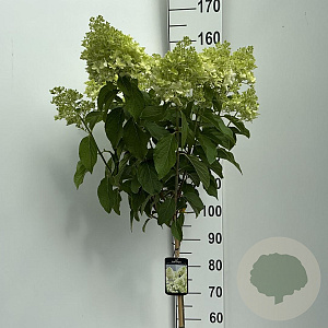 Hydrangea pan. Skyfall 90 cm stam 7,5L