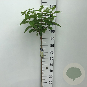 Hydrangea pan. Skyfall 90 cm stam 7,5L