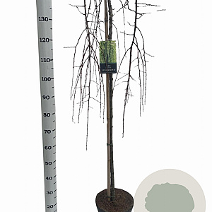 Larix kaempf. 'Stiff Weeper' 120 cm stam 7,5L