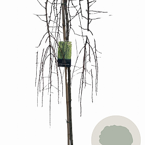 Larix kaempf. 'Stiff Weeper' 120 cm stam 7,5L