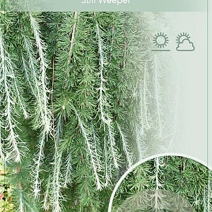 Larix kaempf. 'Stiff Weeper' 180 cm stam 15L