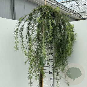Larix kaempf. 'Stiff Weeper' 180 cm stam 15L