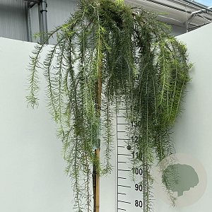 Larix kaempf. 'Stiff Weeper' 180 cm stam 15L