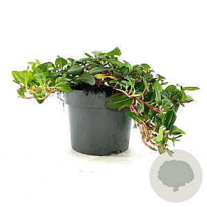 Persicaria aff. 'Darjeeling Red' GM 2,0L