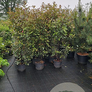 Photinia fraseri 'Red Robin' 175-200 cm 20L