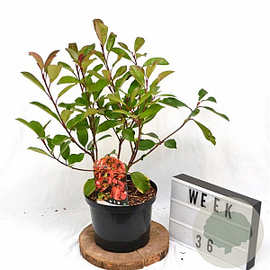 Photinia fraseri 'Red Robin' 40-60 cm 5,0L