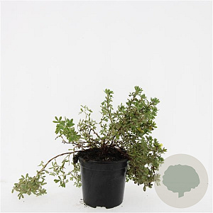 Potentilla f. 'Elizabeth' GM 1.5