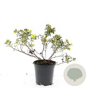 Potentilla f. 'Elizabeth' GM 1.5