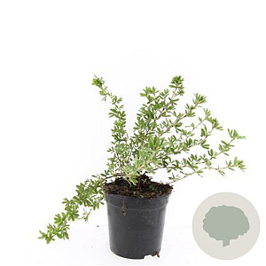 Potentilla f. 'Elizabeth' GM 1.5