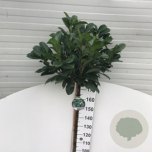 Prunus l. Etna 180 cm stam 15L