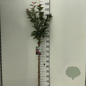 Prunus nipponica 'Ruby' 90 cm stam 7,5L